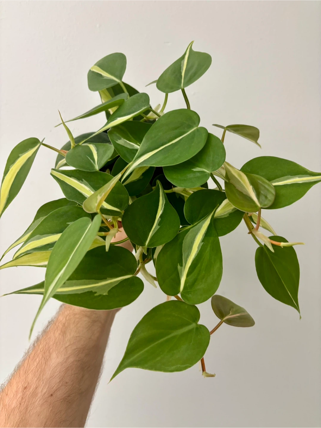 Philodendron Silver Stripe