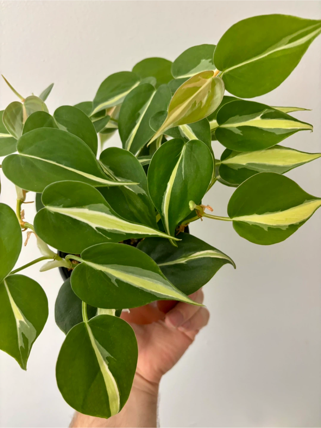 Philodendron Silver Stripe - photo 4