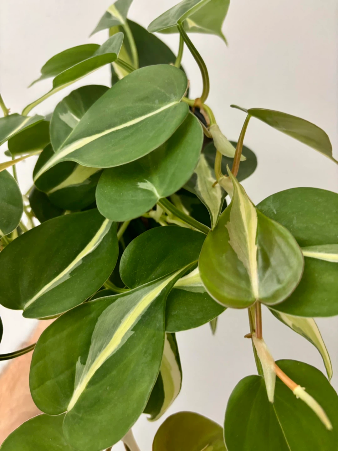 Philodendron Silver Stripe - photo 2