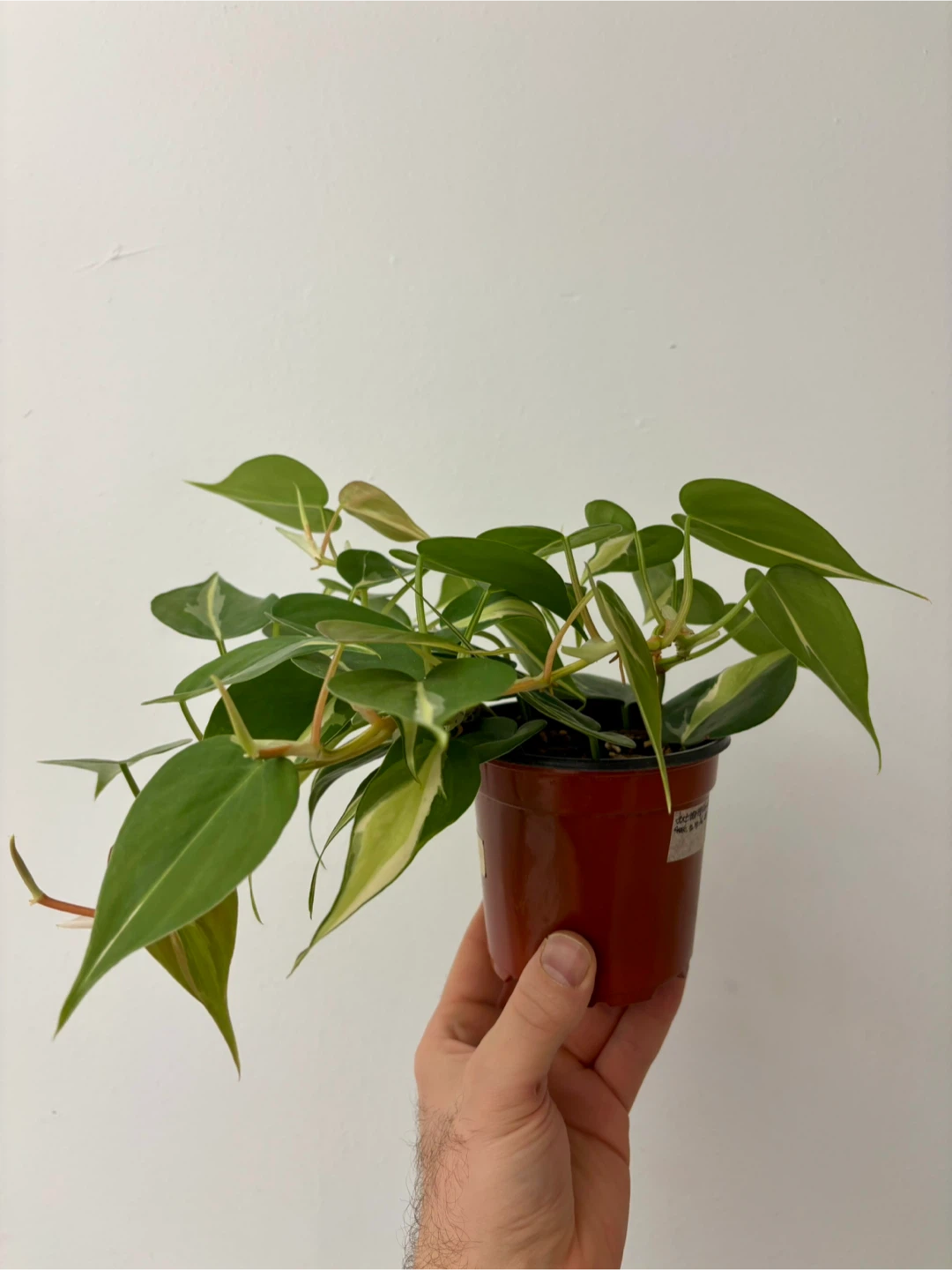Philodendron Silver Stripe - photo 3