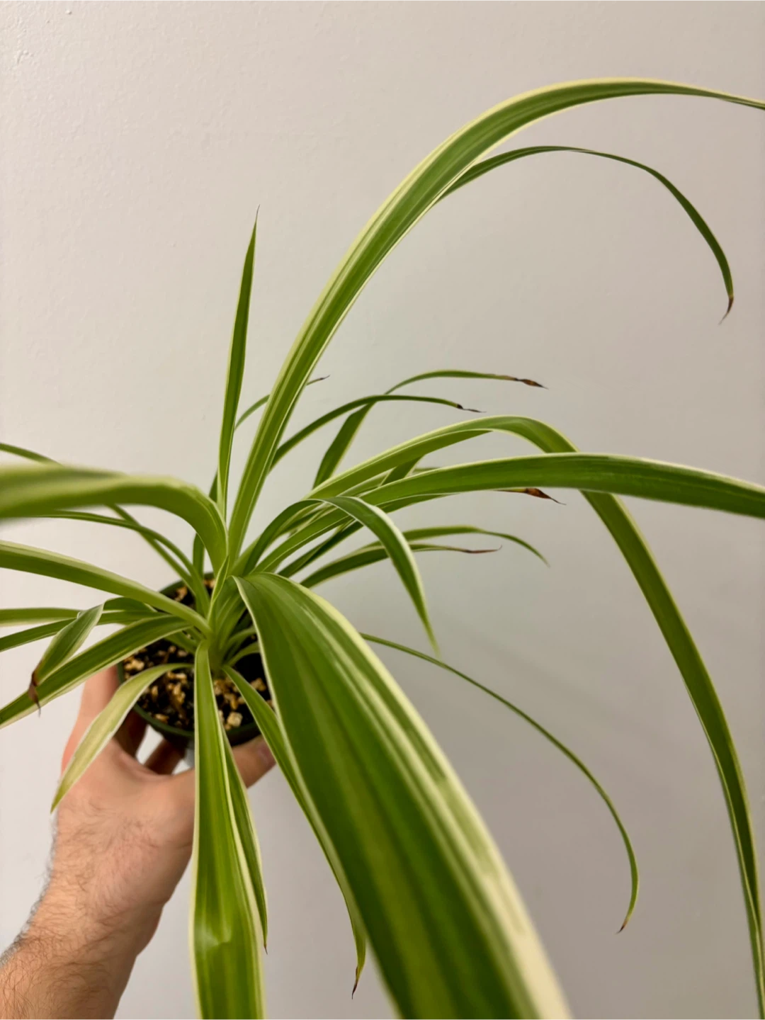 Outer-Variegated Spider Plant