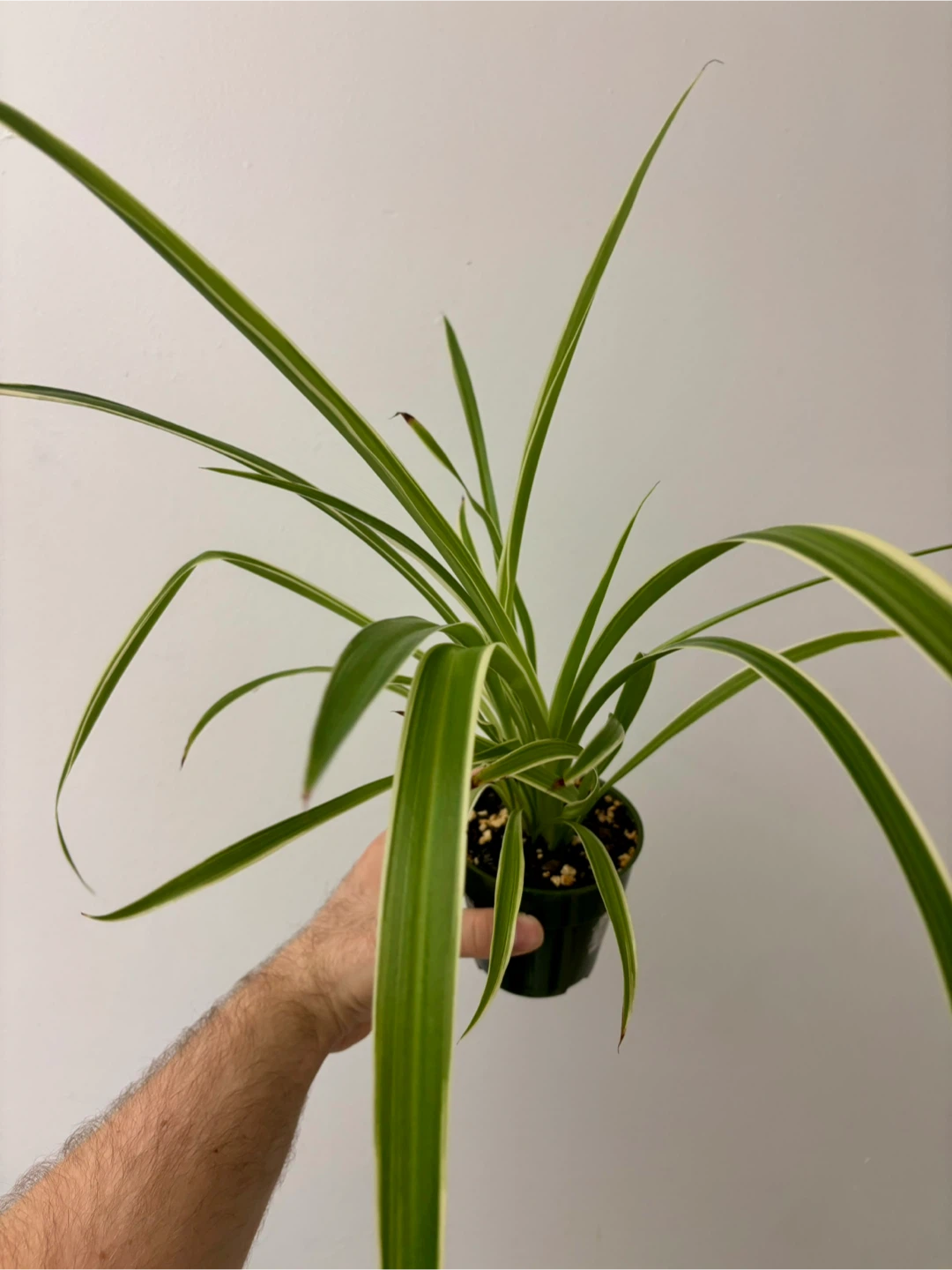 Outer-Variegated Spider Plant - photo 2