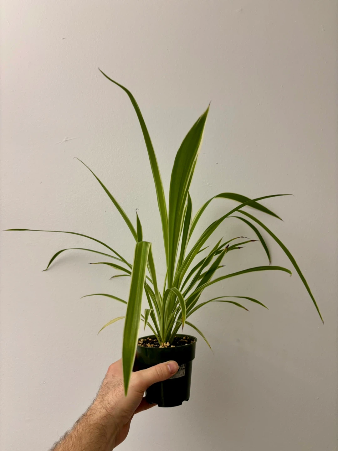 Outer-Variegated Spider Plant - photo 3