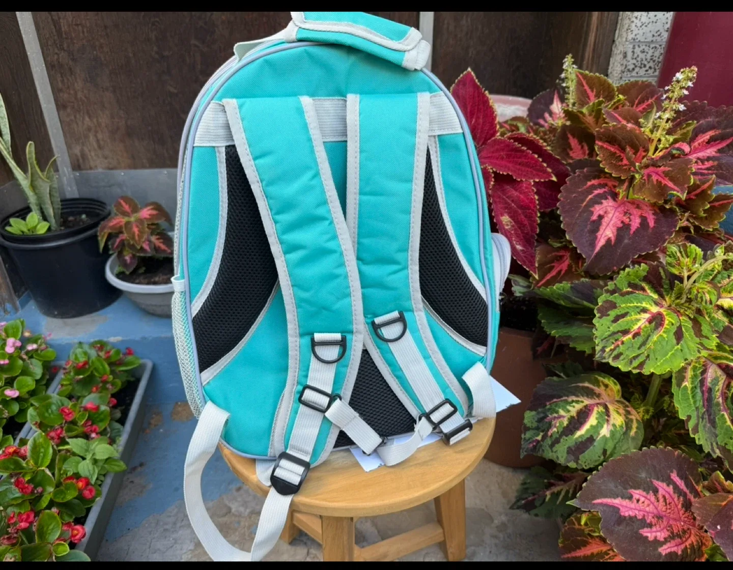Pet Carrier Backpack - Turquoise image indicator(5)