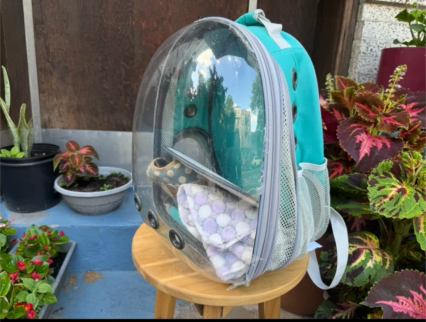 Pet Carrier Backpack - Turquoise image indicator(4)