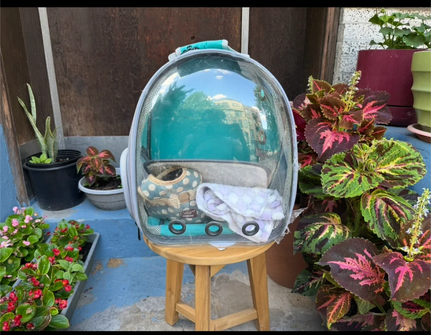 Pet Carrier Backpack - Turquoise image indicator(2)