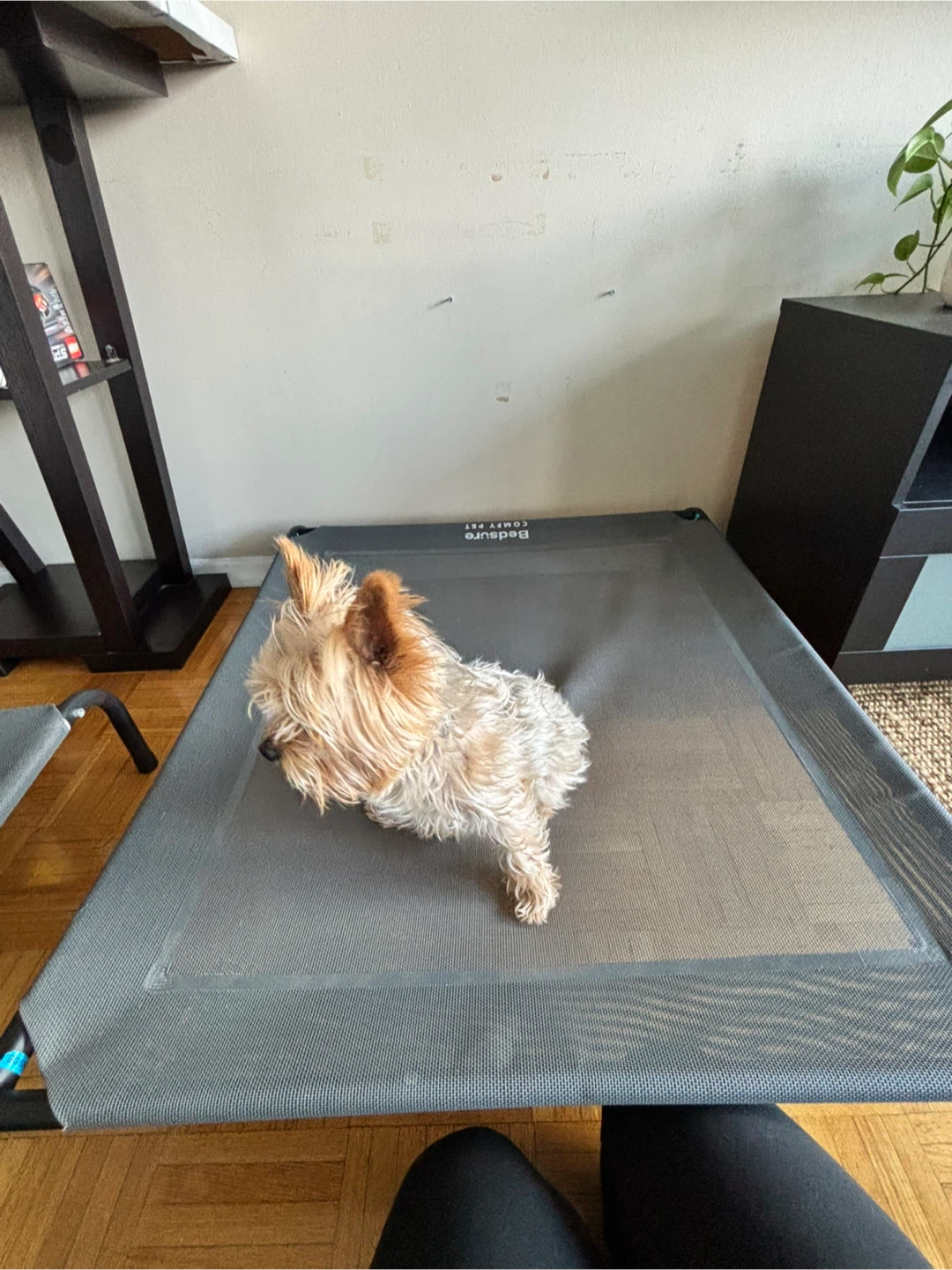Bedsure Comfy Pet Elevated Dog Bed - size medium - photo 4