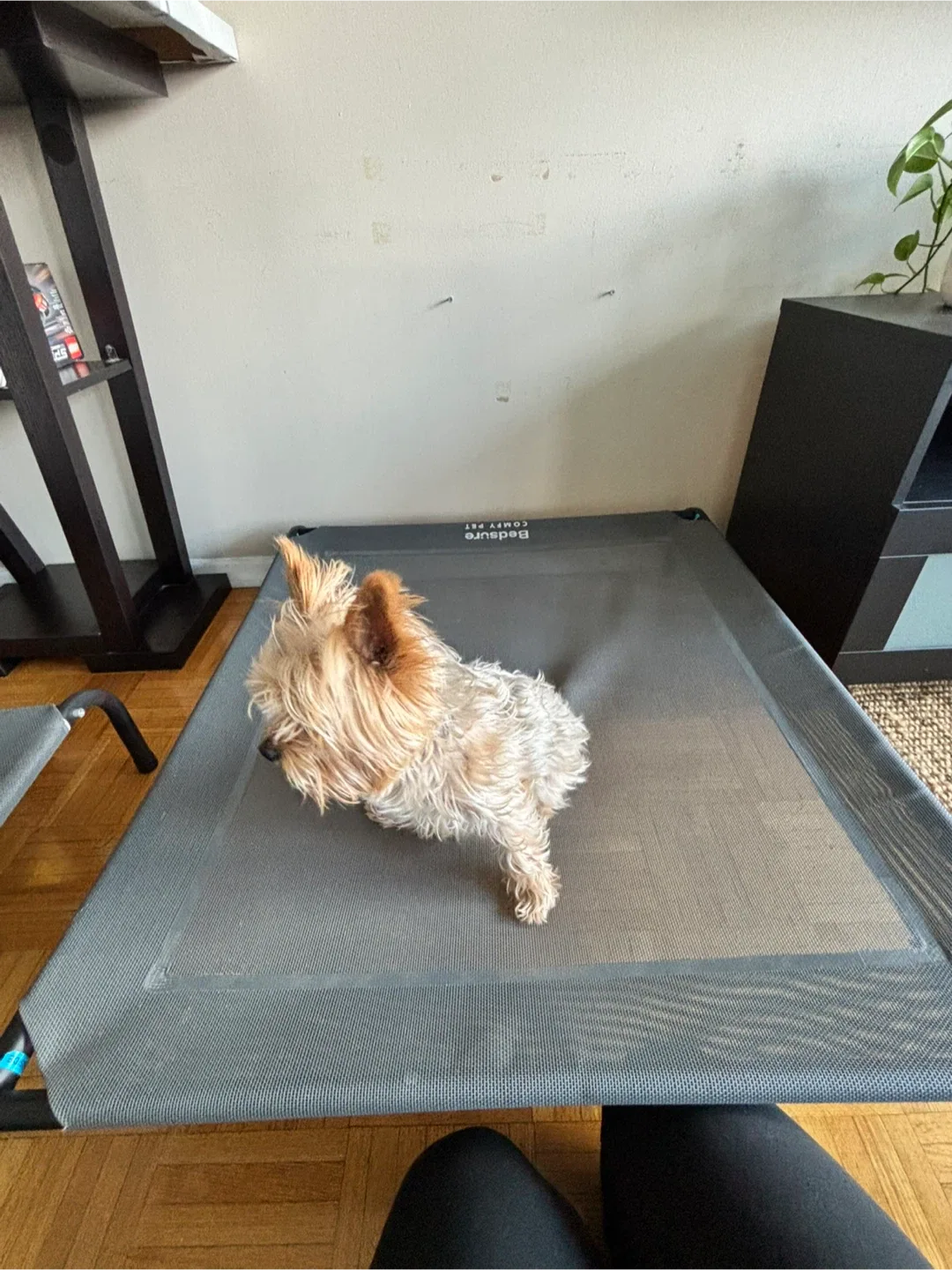 Bedsure Comfy Pet Elevated Dog Bed - size medium image indicator(4)