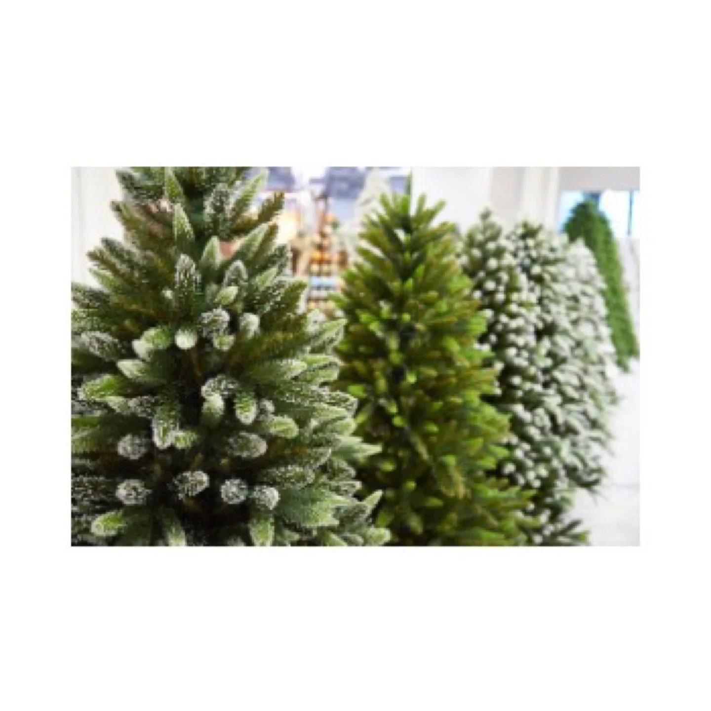 Fresh Christmas trees