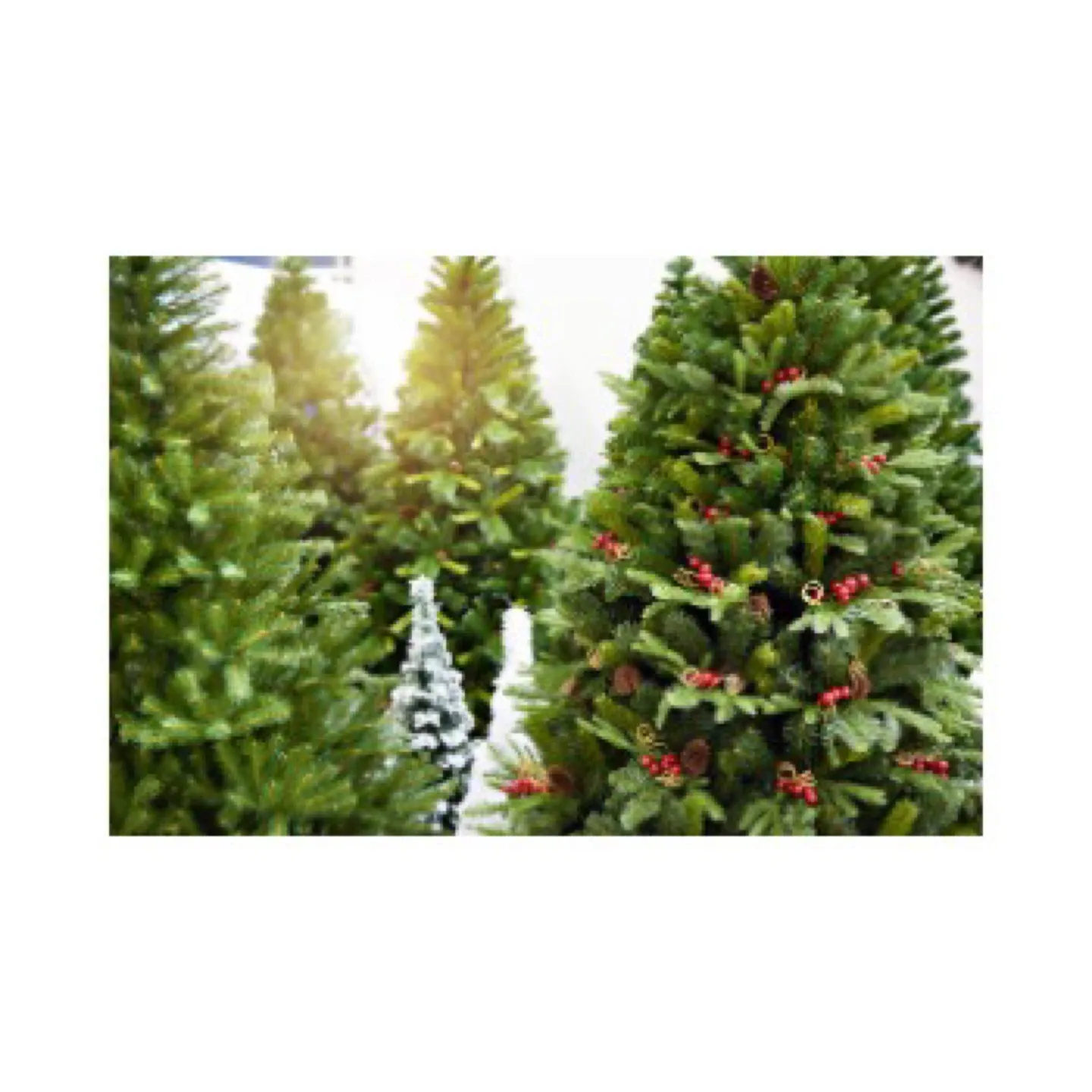 Fresh Christmas trees image indicator(2)