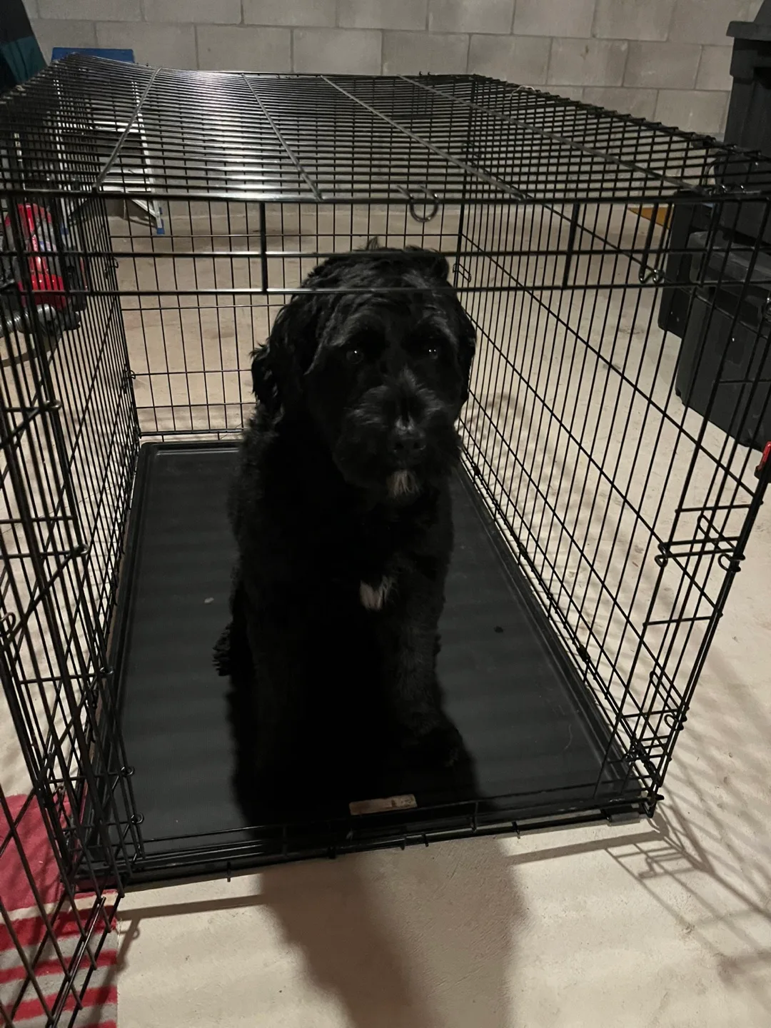 Dog Crate image indicator(3)