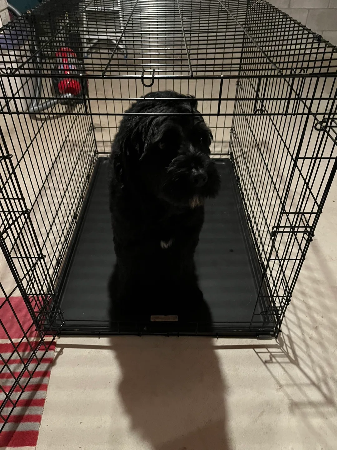 Dog Crate image indicator(4)
