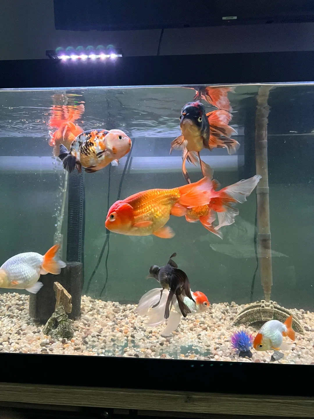 65 gal Aqurium image indicator(5)