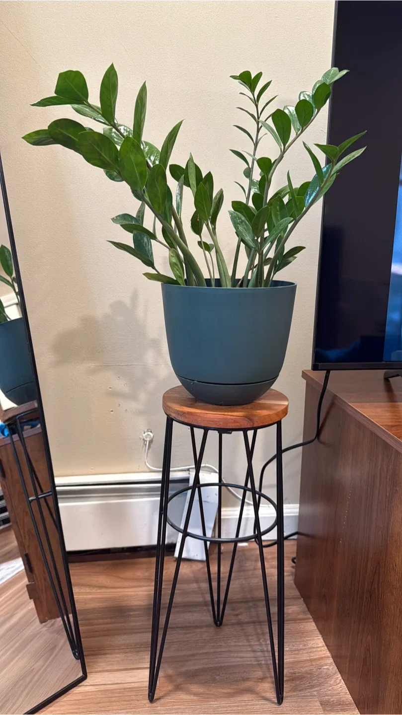Plant stand with hairpin legs and ZZ plant