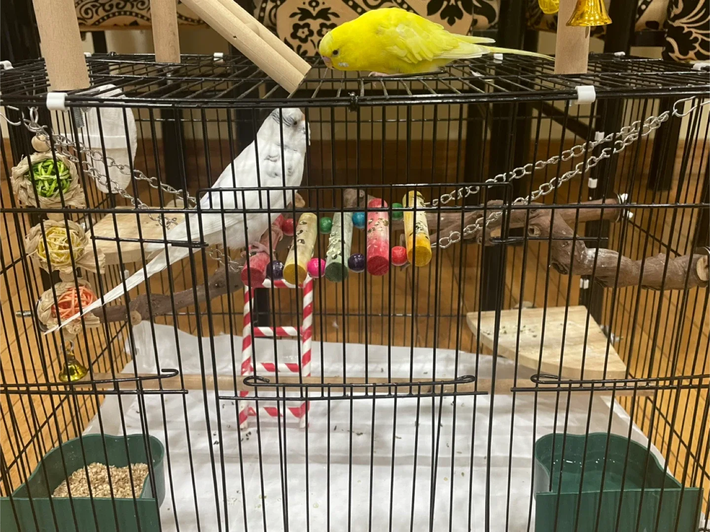 Cage + accessories +birds