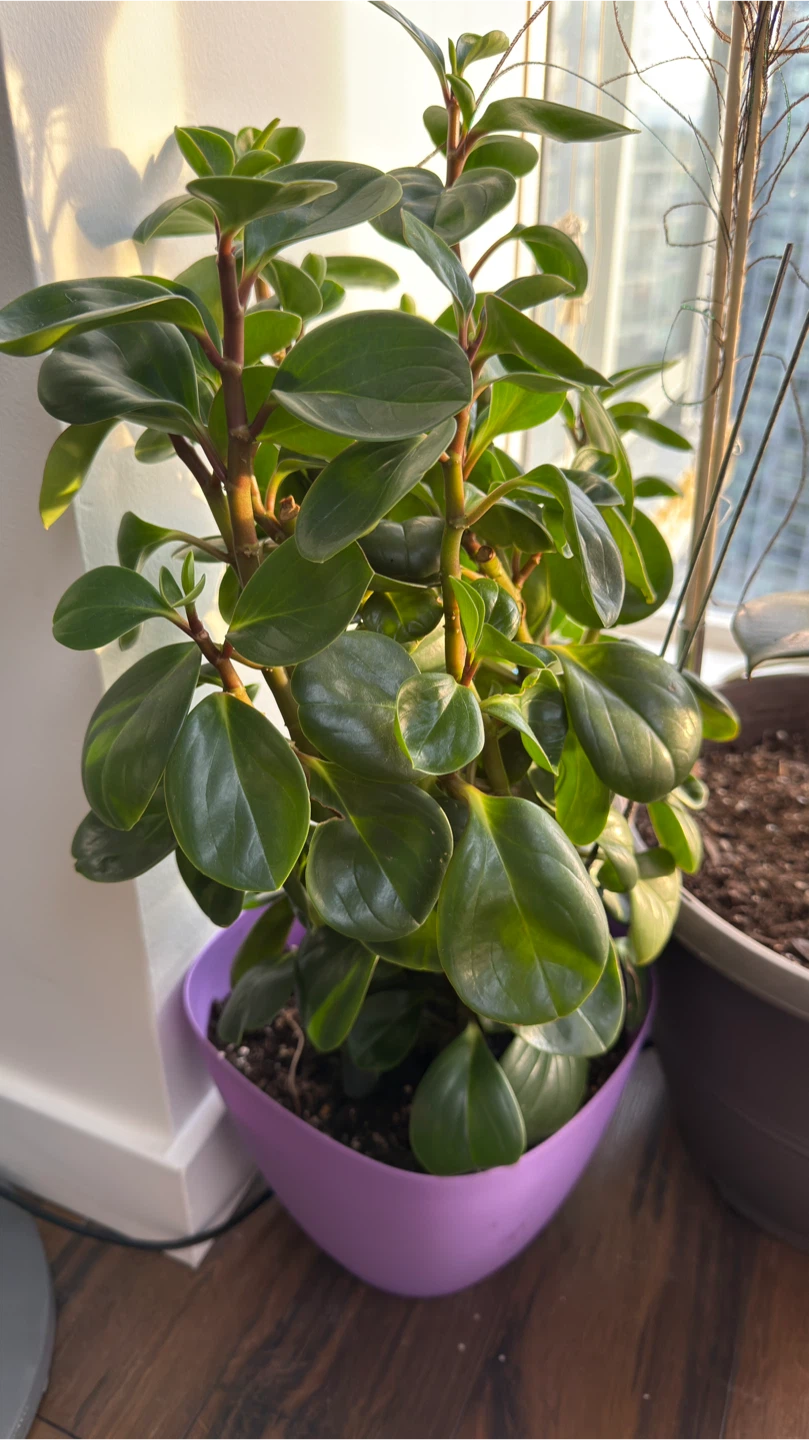 Peperomia Obtusifolia Plant