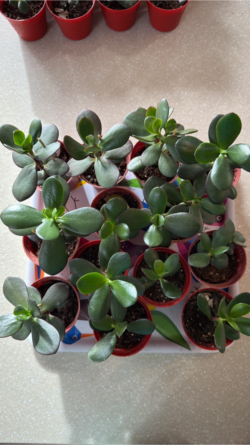 Jade Plant Seedlings