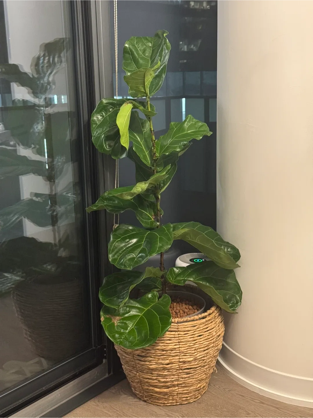 4ft+ Fiddle Leaf Fig Plant