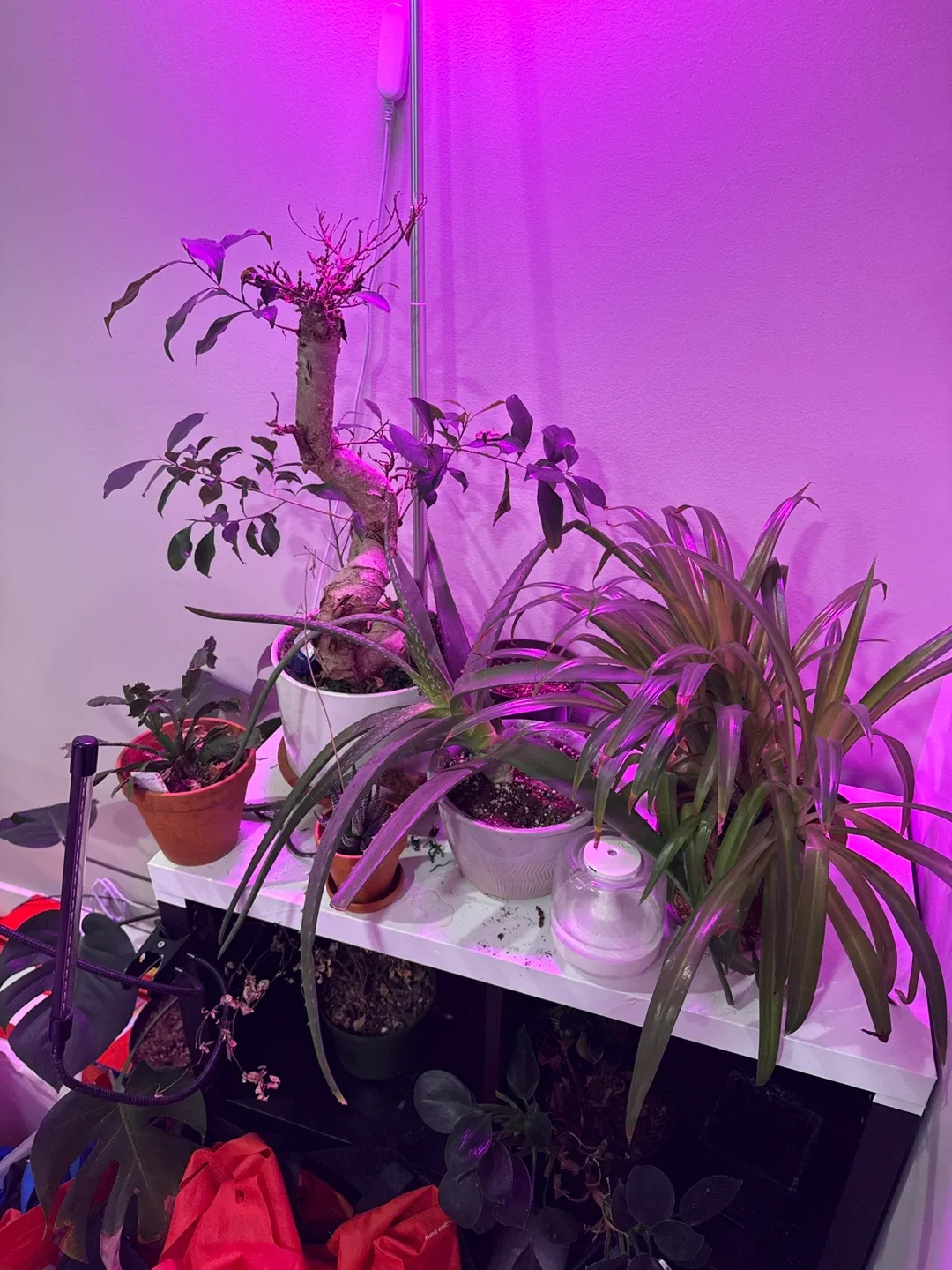Various house plants