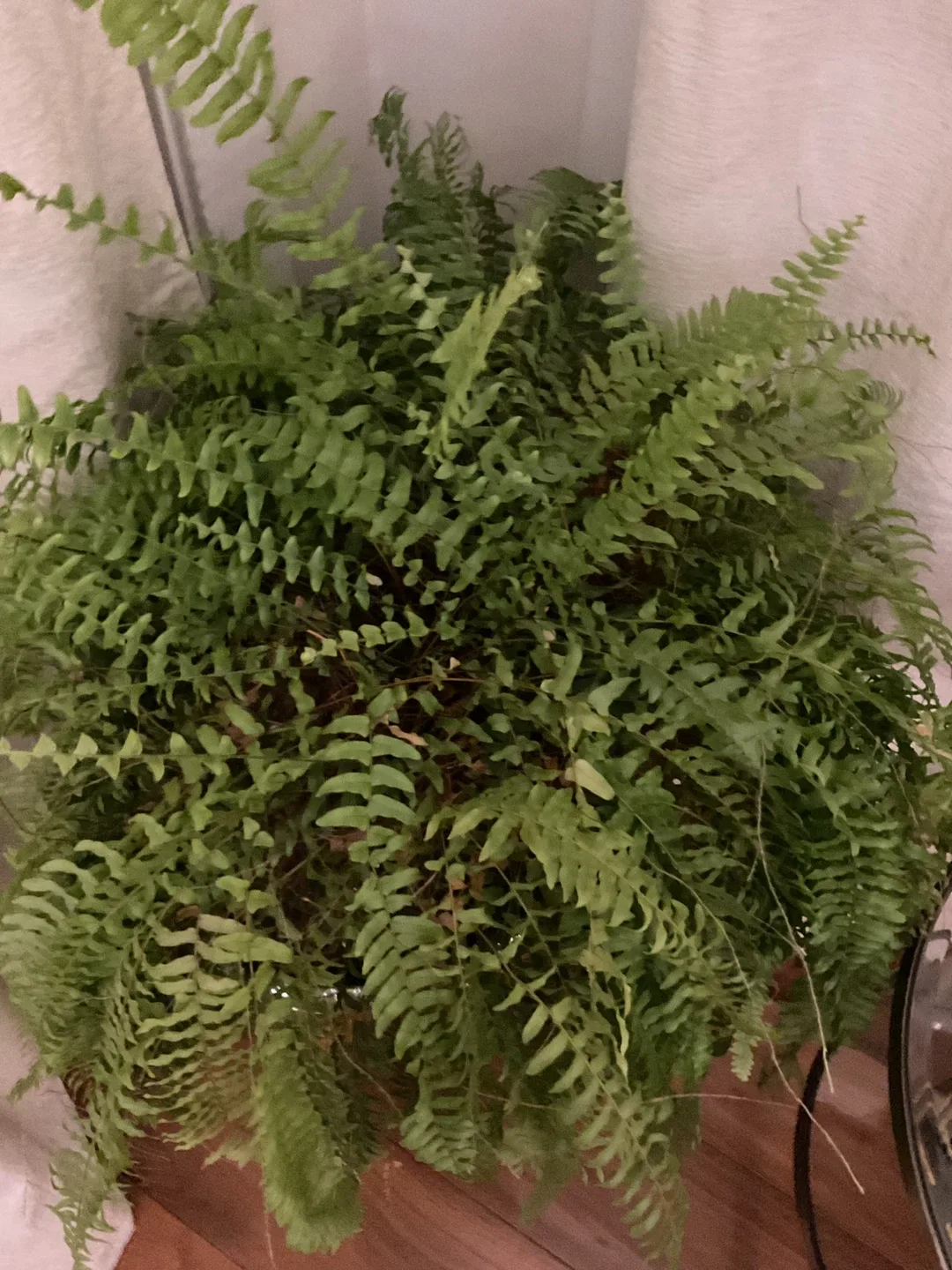 Ferns