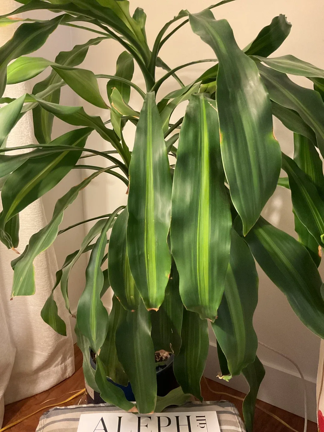 null plant image indicator(2)