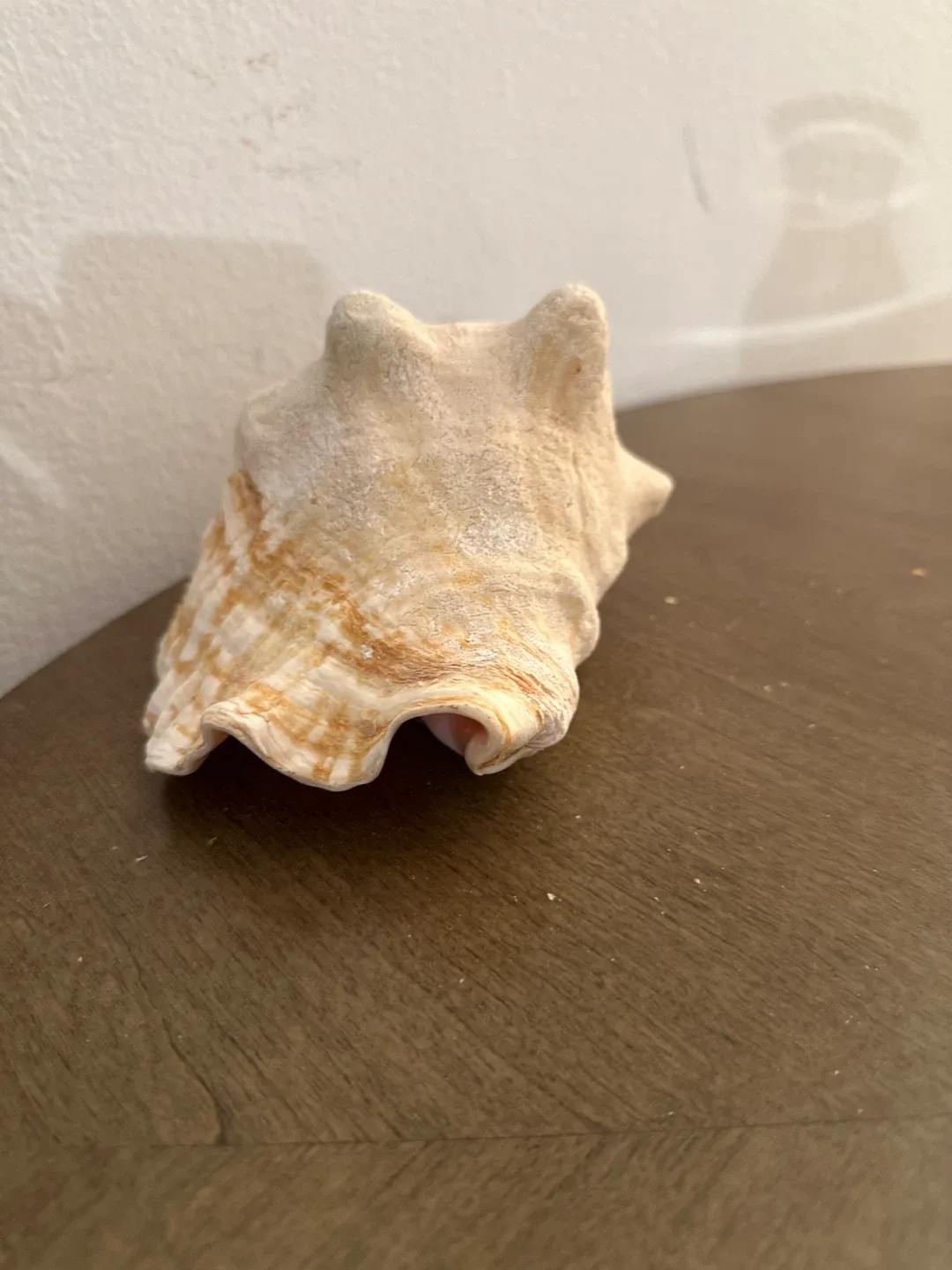 Seashell Conch image indicator(3)