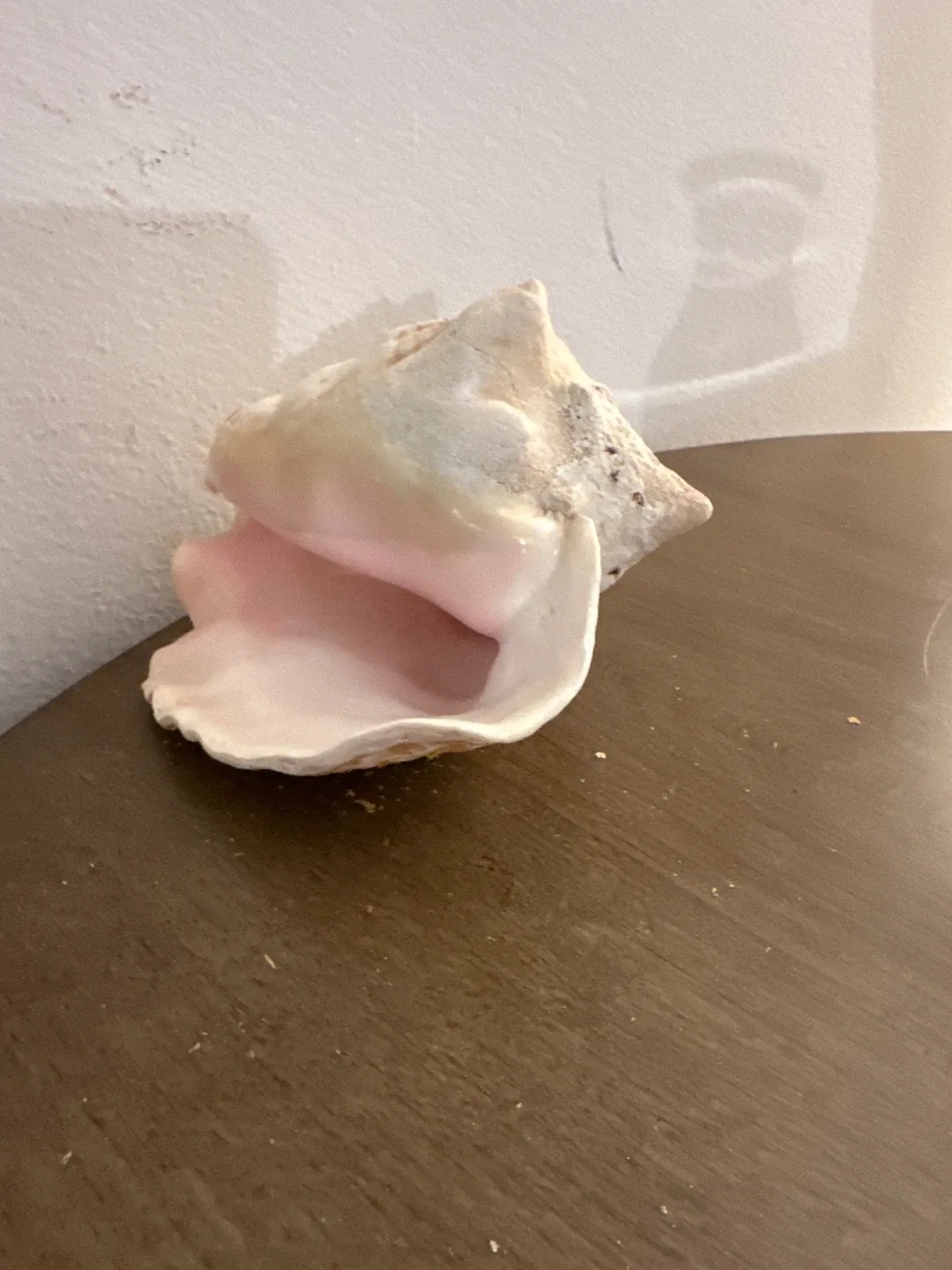 Seashell Conch image indicator(6)