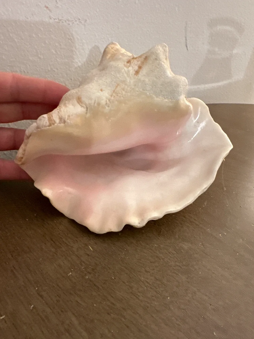 Seashell Conch image indicator(5)