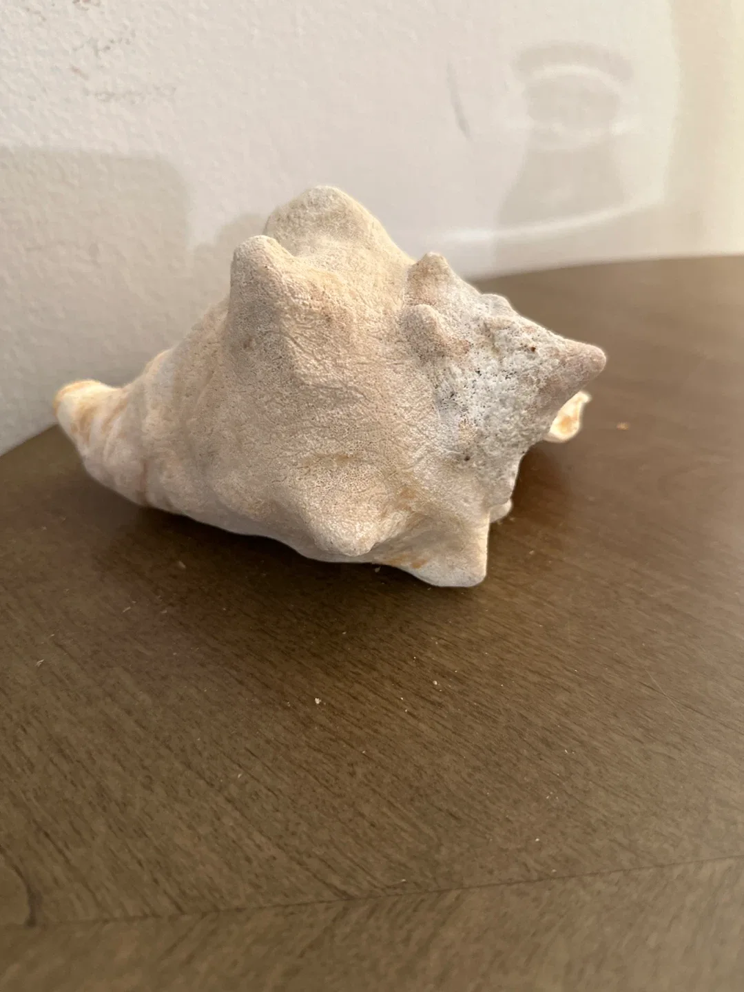Seashell Conch image indicator(4)