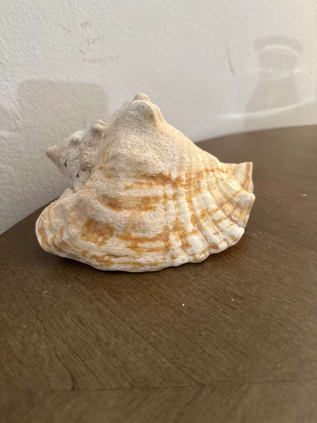 Seashell Conch image indicator(2)