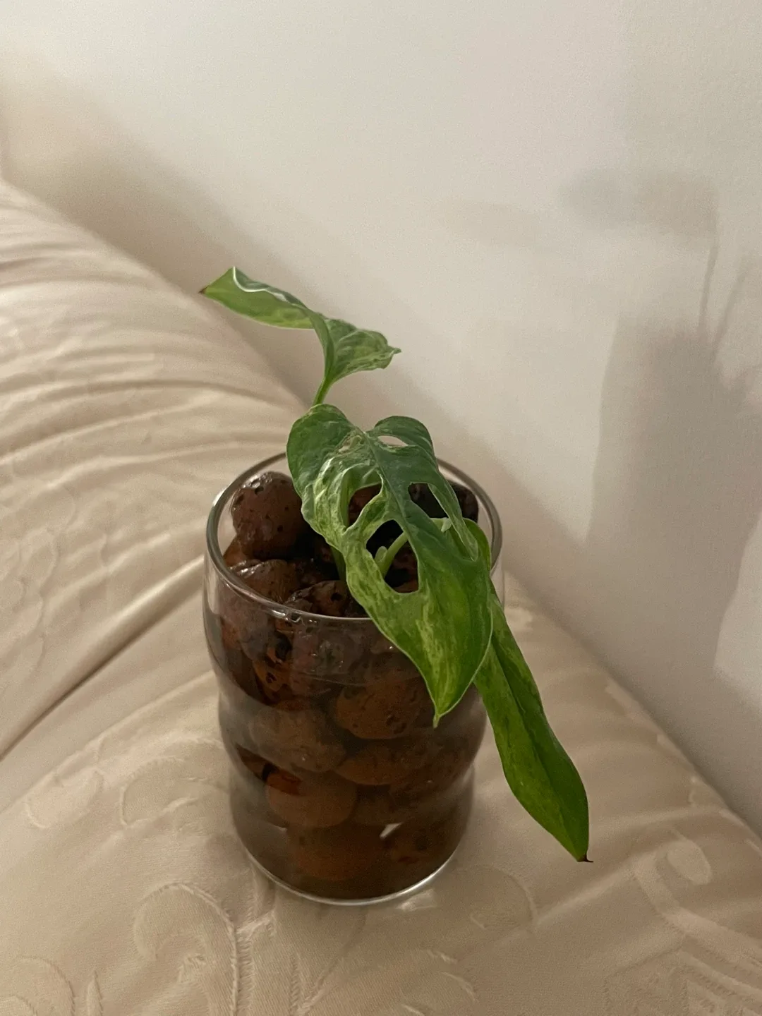 Monstera mint Adansonii Plant in Glass Vase image indicator(3)