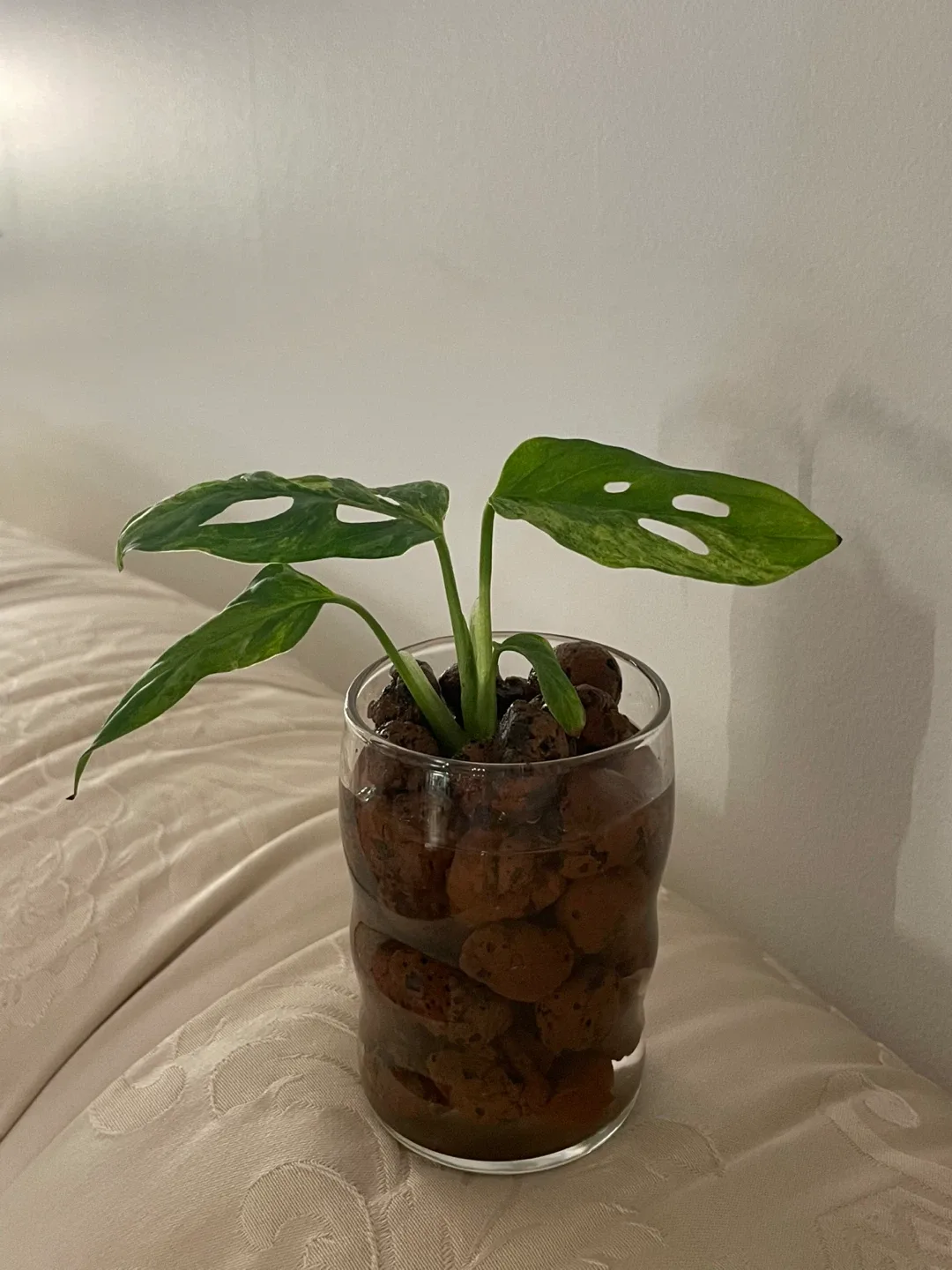 Monstera mint Adansonii Plant in Glass Vase