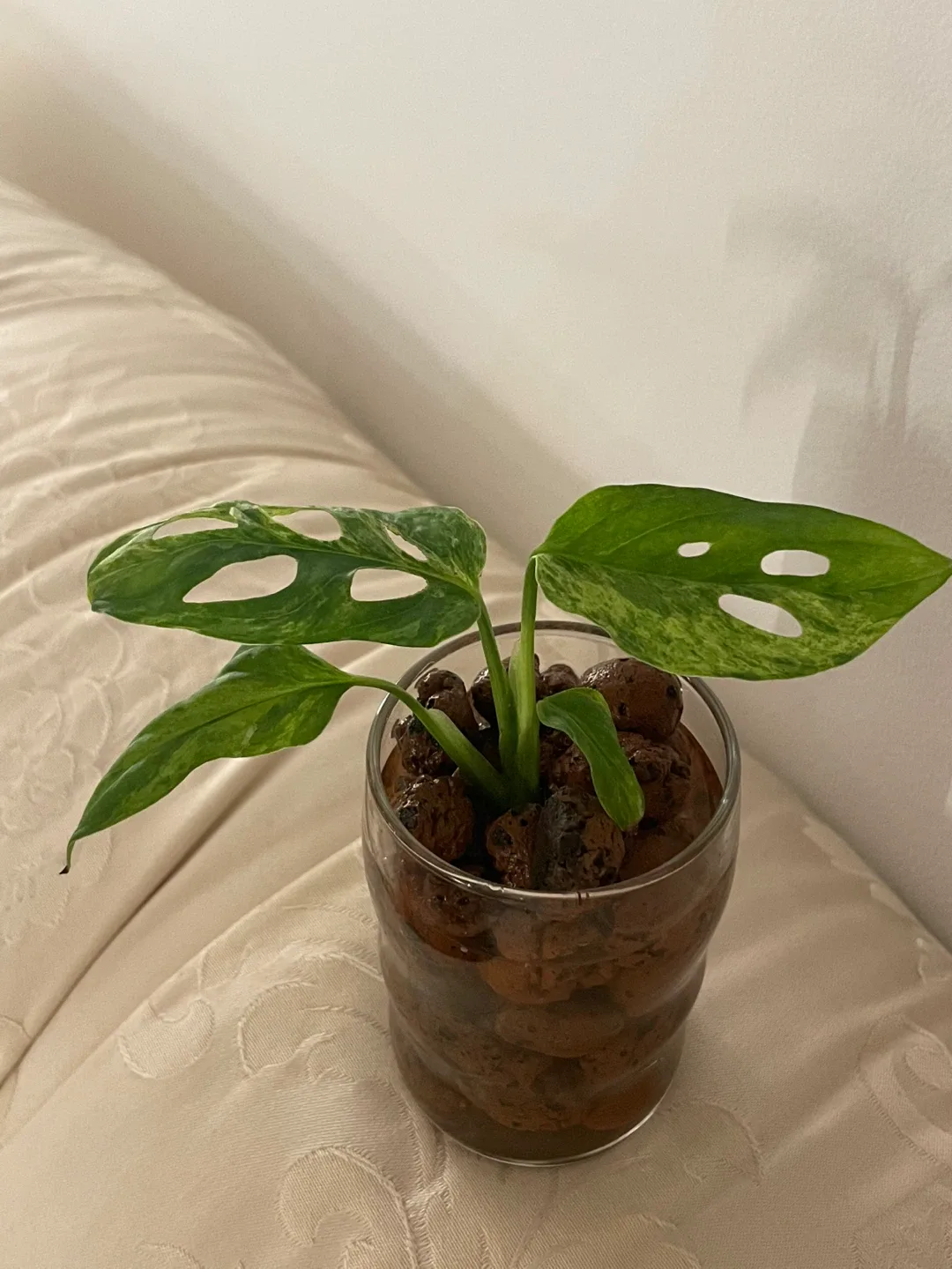Monstera mint Adansonii Plant in Glass Vase image indicator(2)