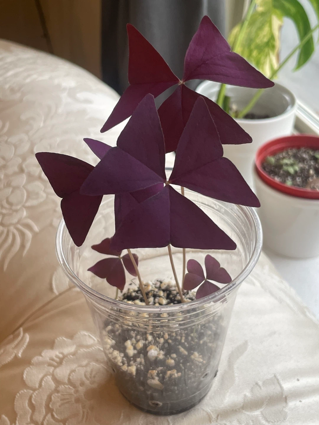 Purple Shamrock Plant - photo 2