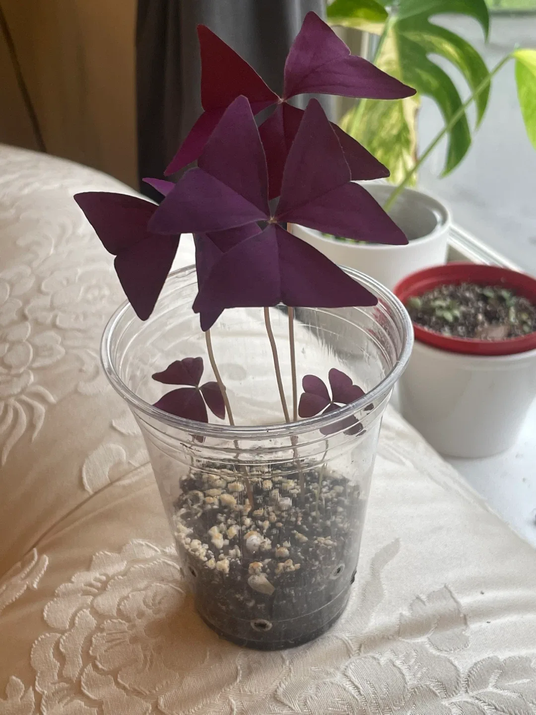 Purple Shamrock Plant