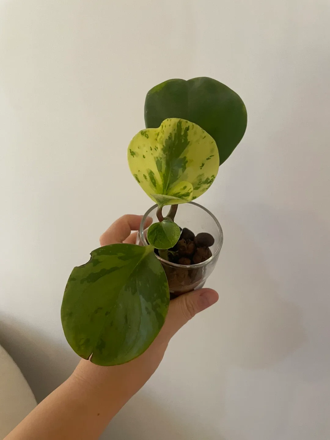 Variegated peperomia Plant