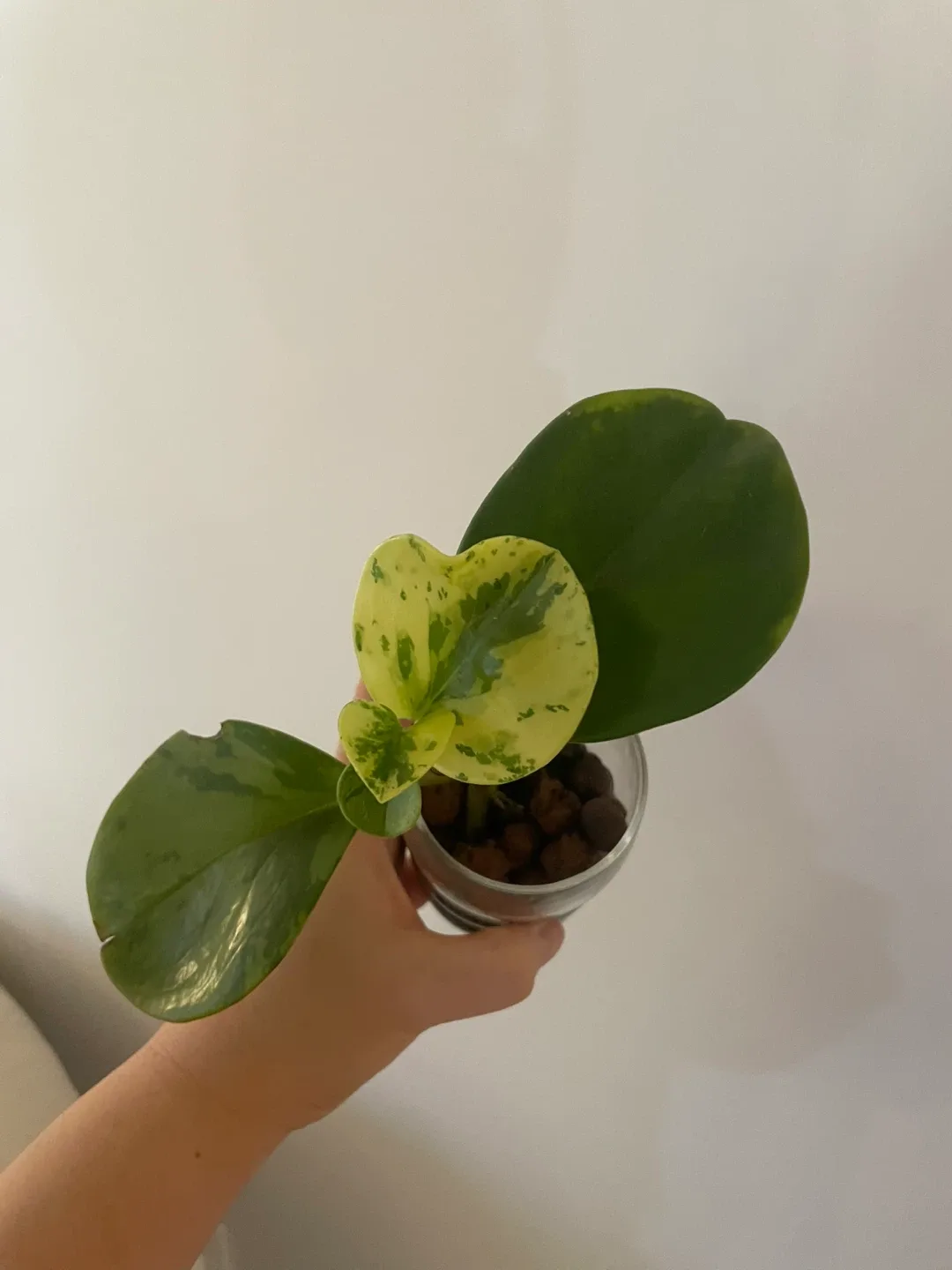 Variegated peperomia Plant image indicator(2)