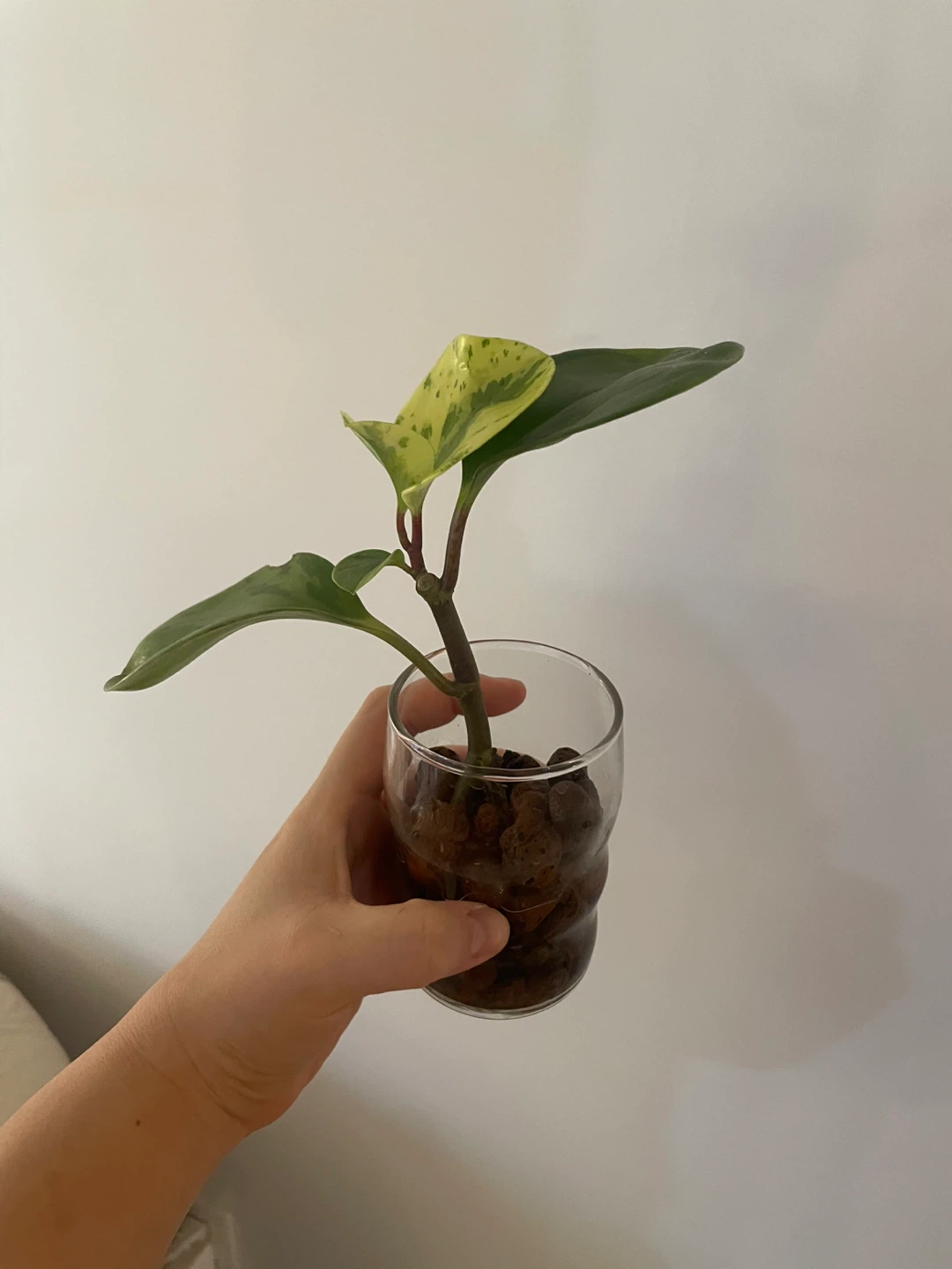 Variegated peperomia Plant - photo 3