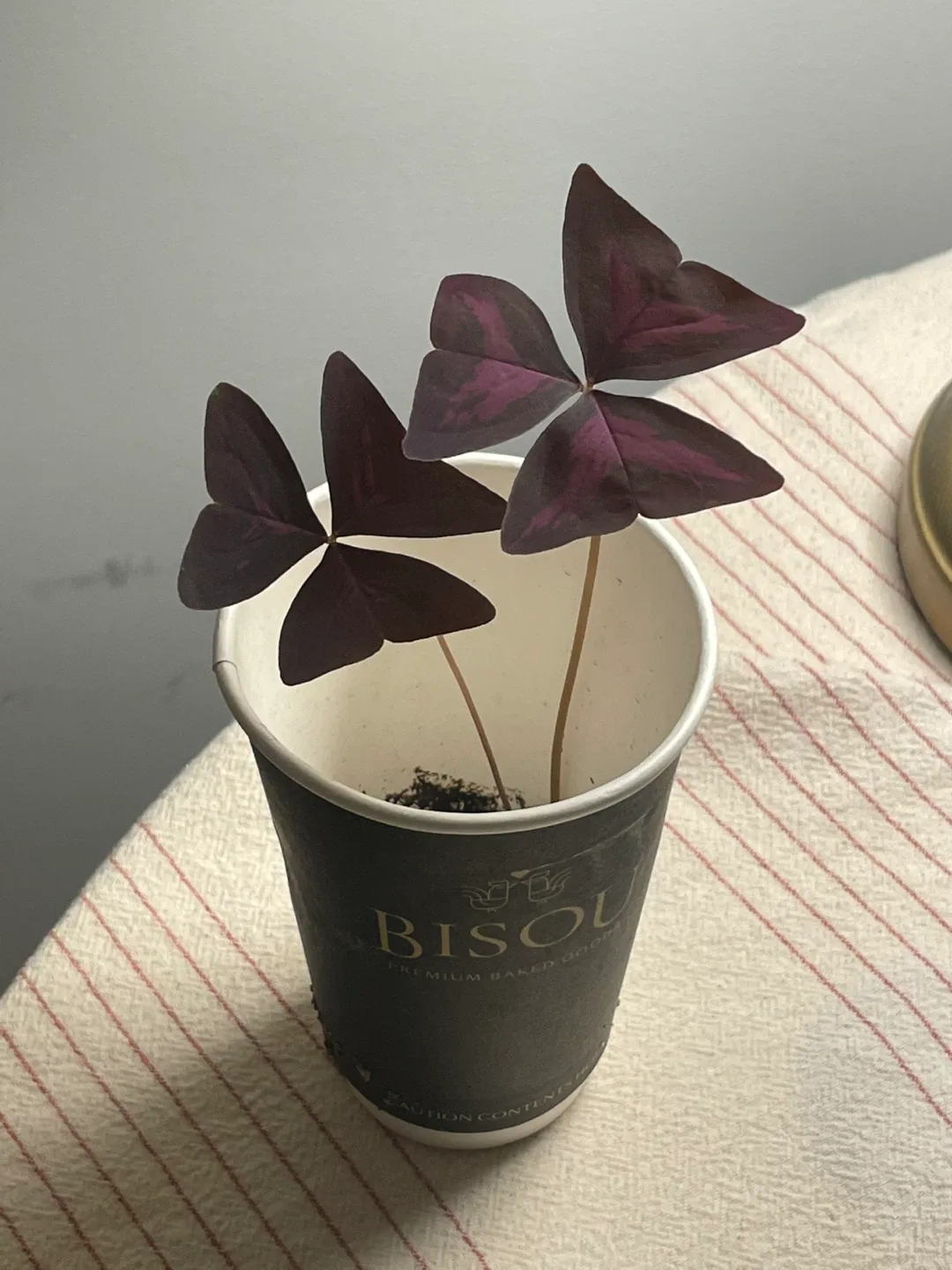 Oxalis Plant in Bisou Cup