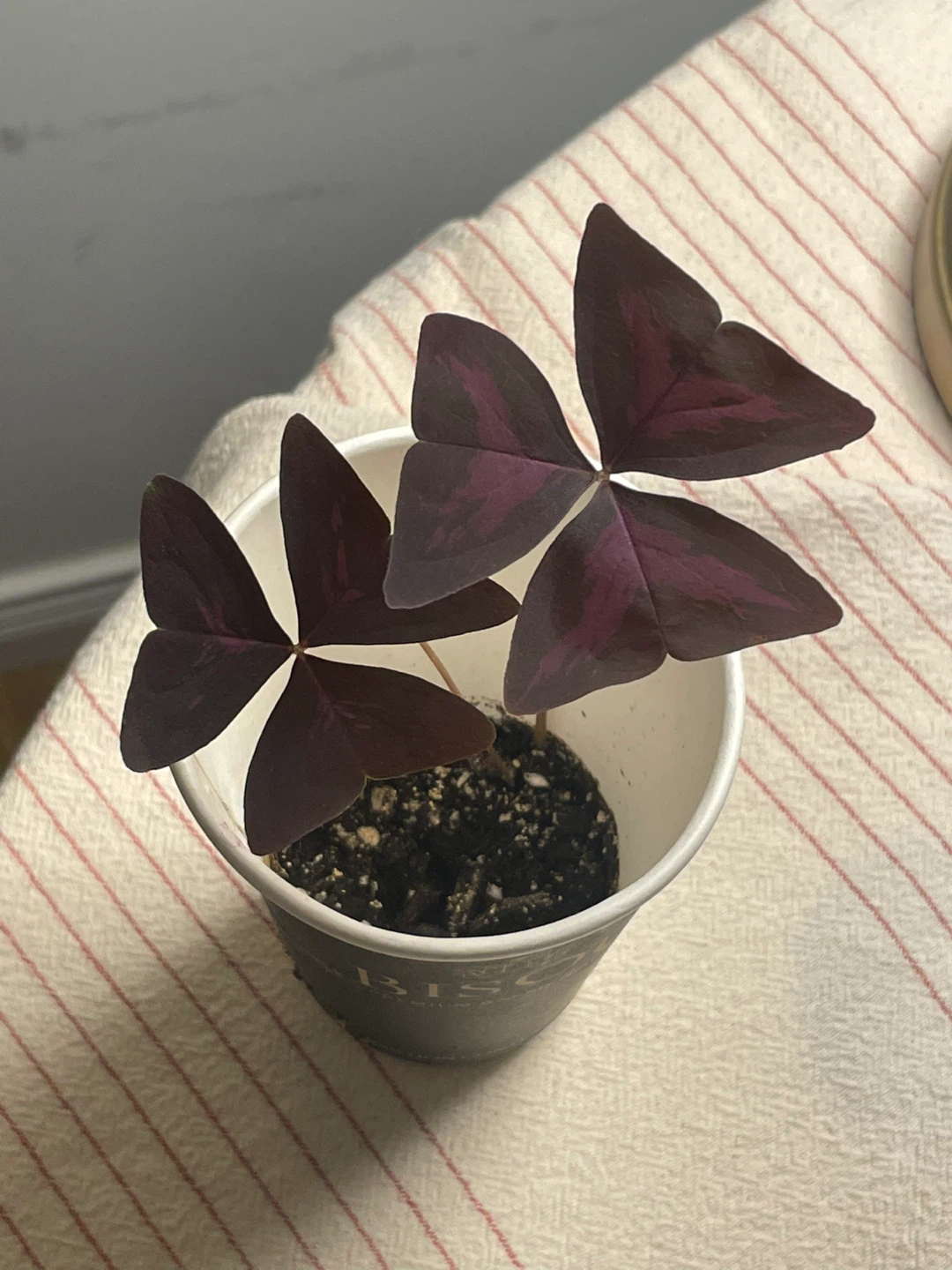 Oxalis Plant in Bisou Cup - photo 2