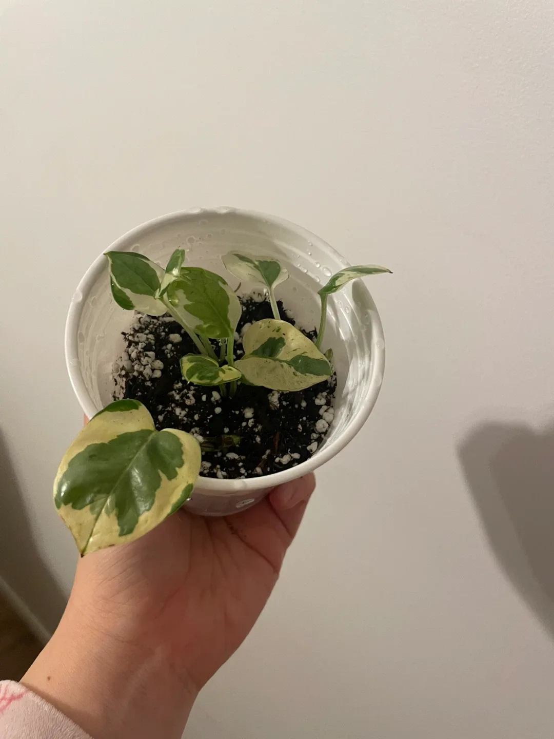 Pothos N'Joy Plant