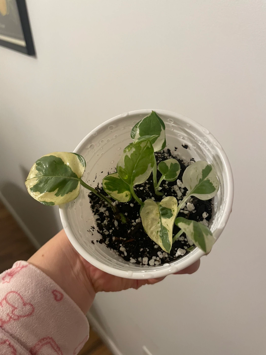 Pothos N'Joy Plant - photo 3