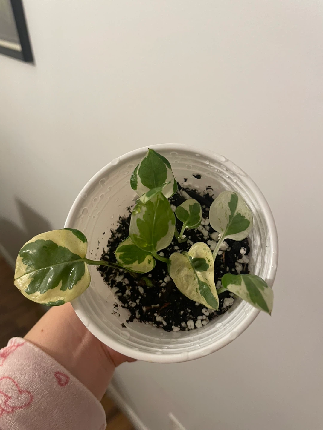 Pothos N'Joy Plant - photo 2