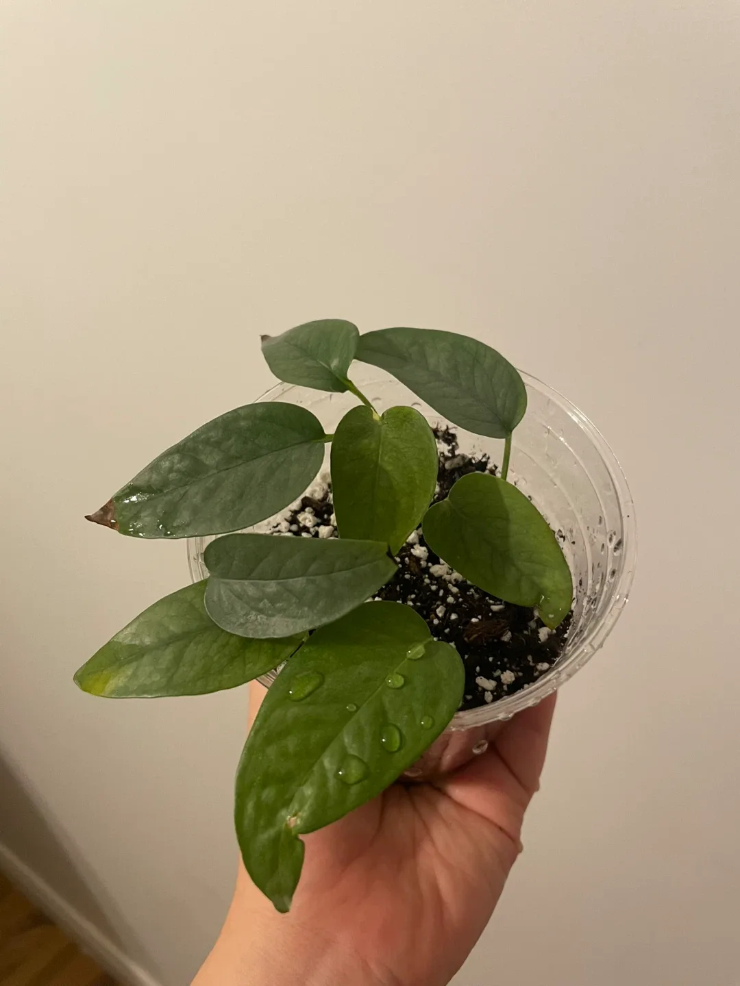 Potted Cebu Blue Pothos Plant