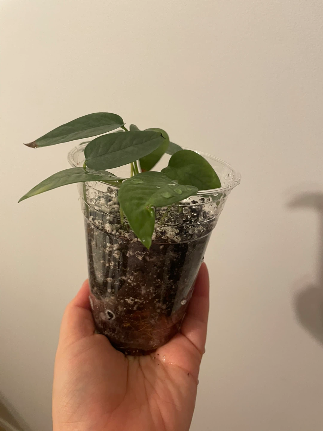 Potted Cebu Blue Pothos Plant - photo 2