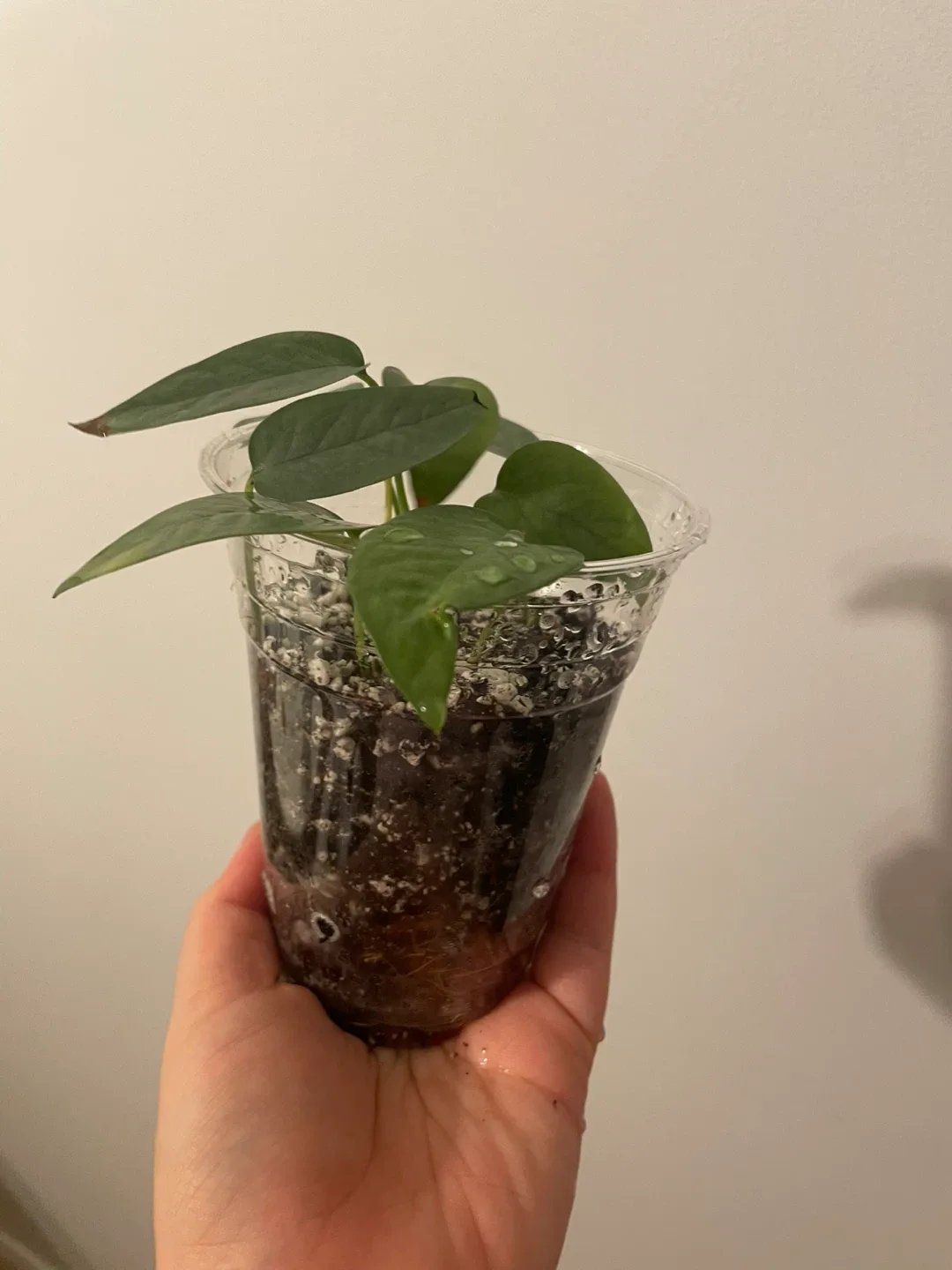 Potted Cebu Blue Pothos Plant image indicator(2)