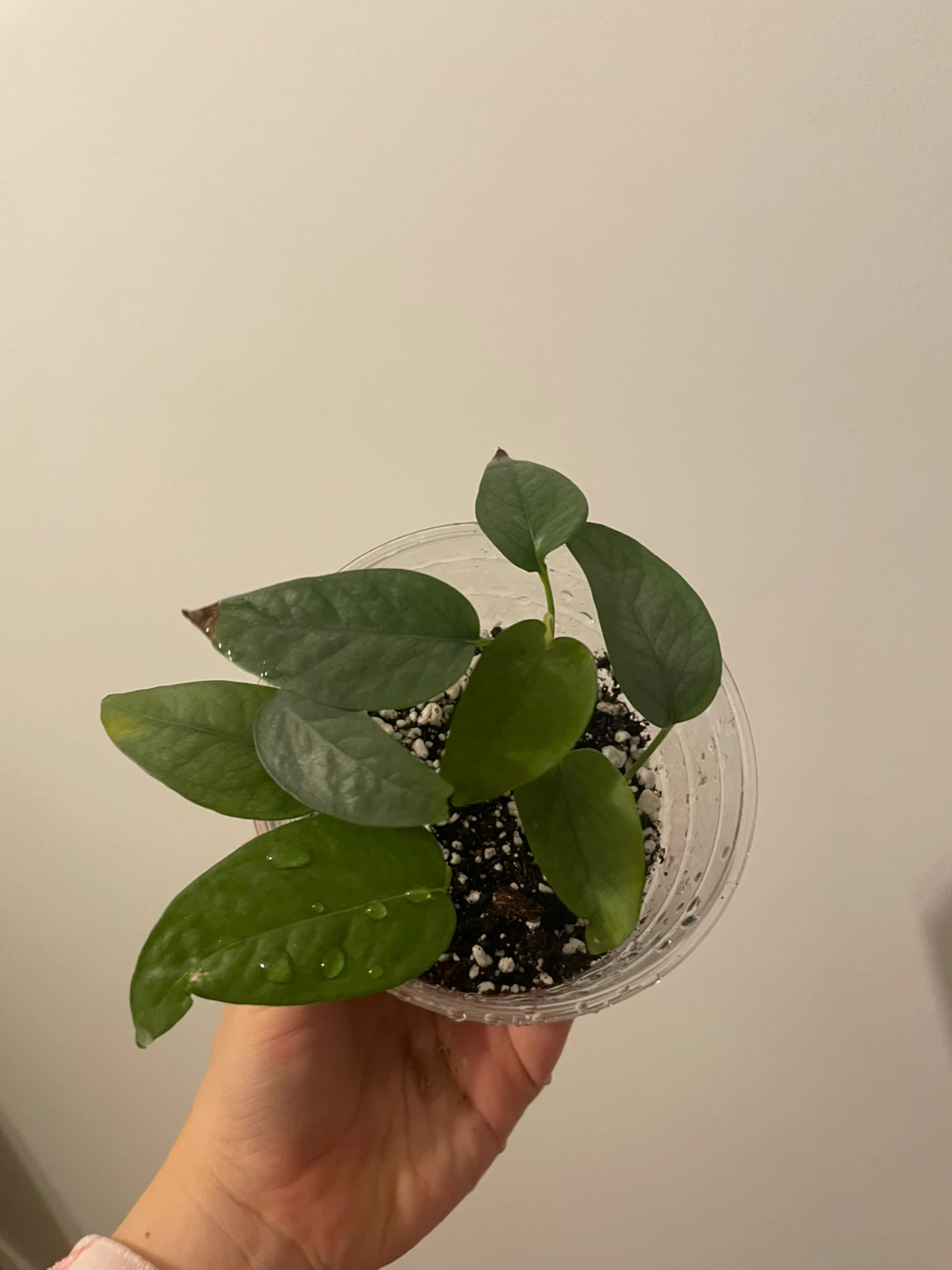 Potted Cebu Blue Pothos Plant - photo 3