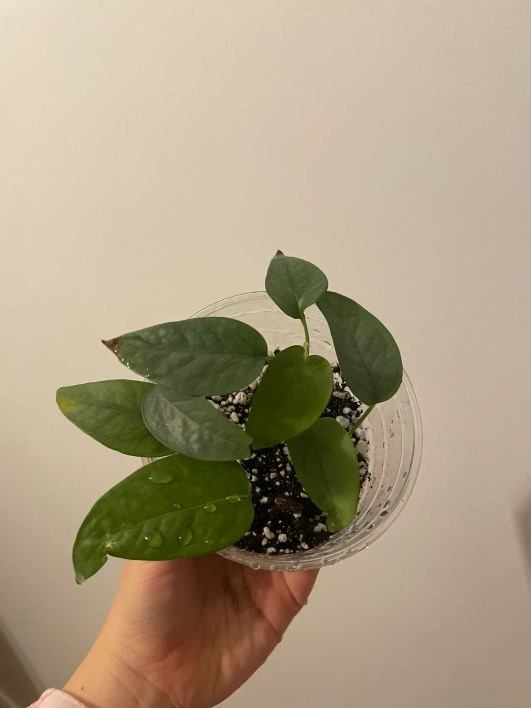 Potted Cebu Blue Pothos Plant image indicator(3)