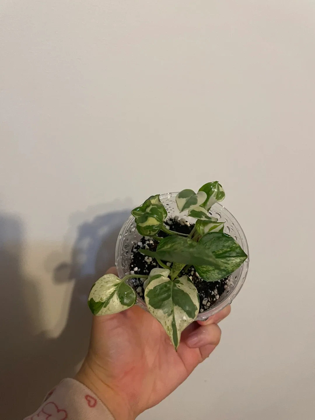 Pothos N'Joy Plant