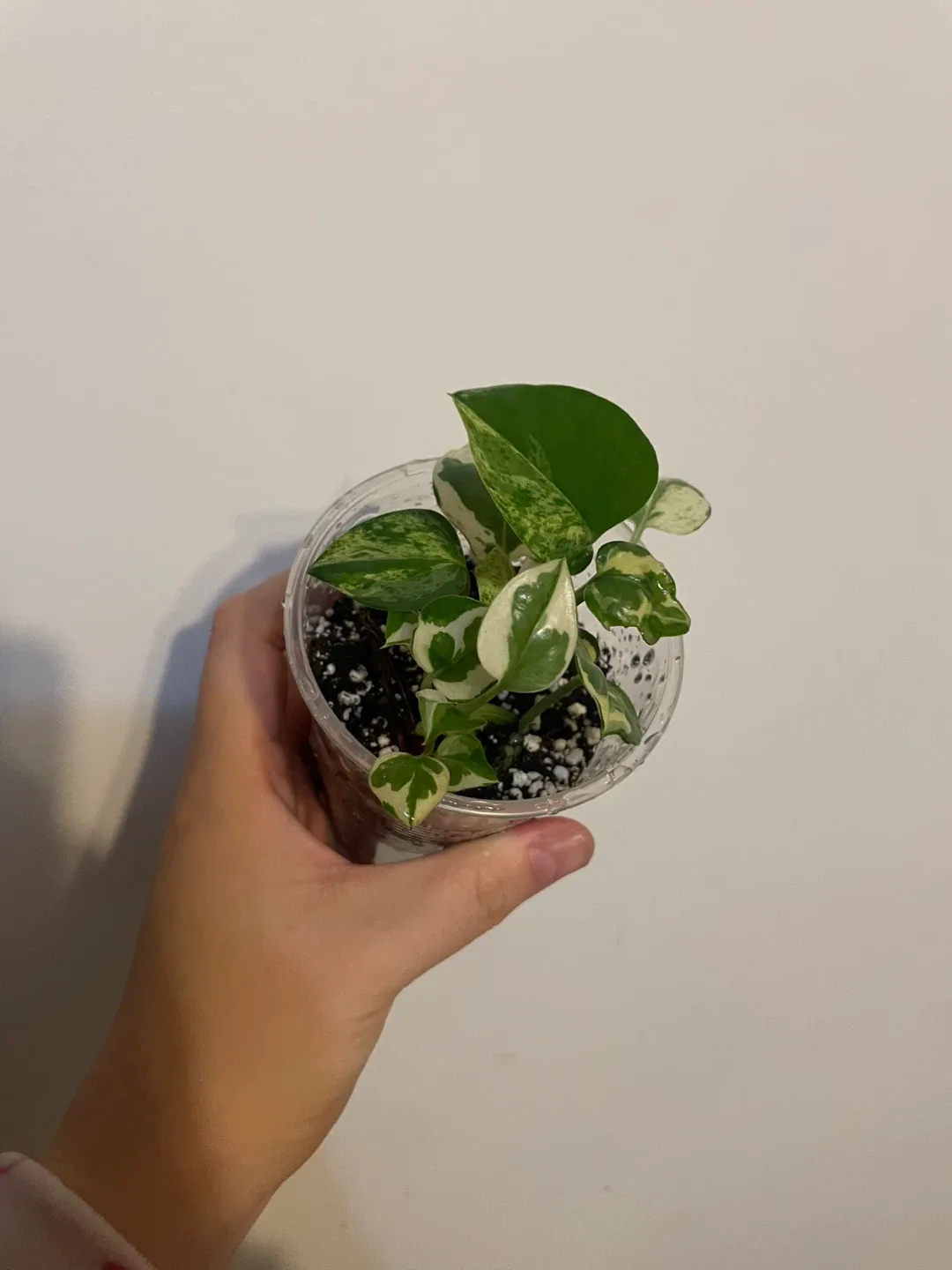 Pothos N'Joy Plant image indicator(3)